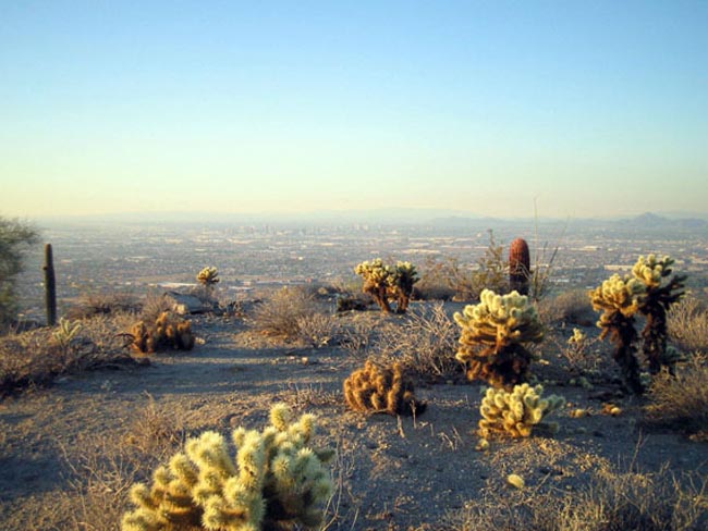 10.30.04 - cacti and phoenix
