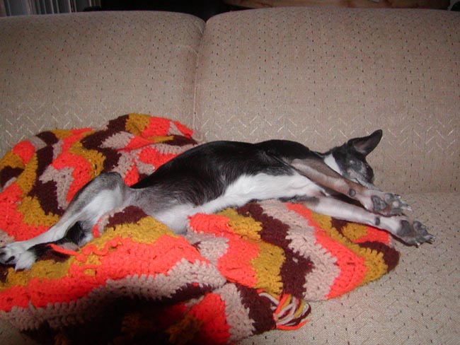 dog