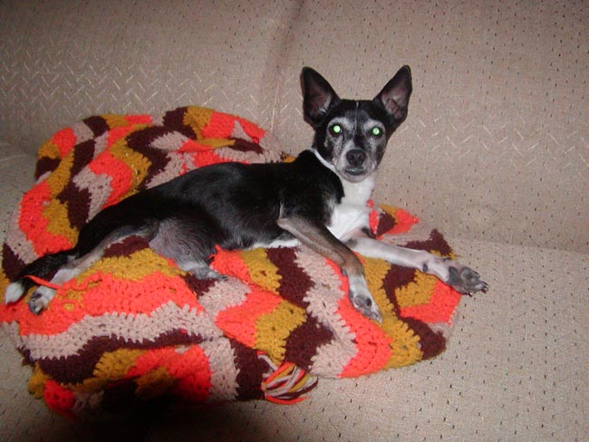 dog3