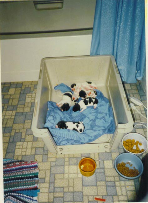 puppies - delicious_grubs