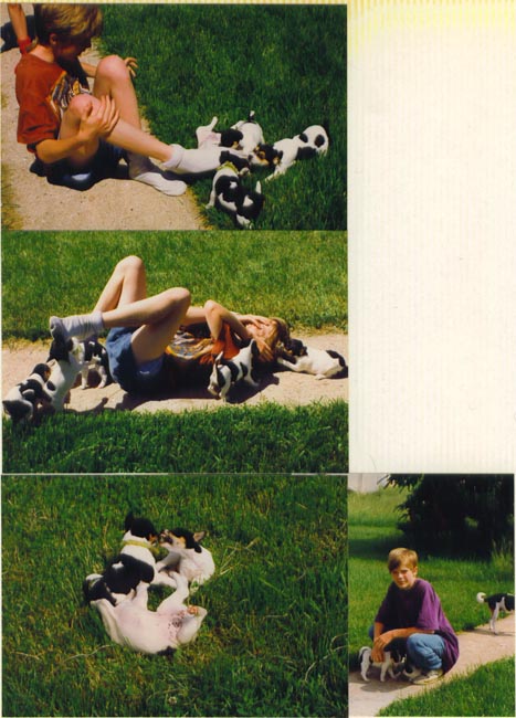 puppies - puppy_attack