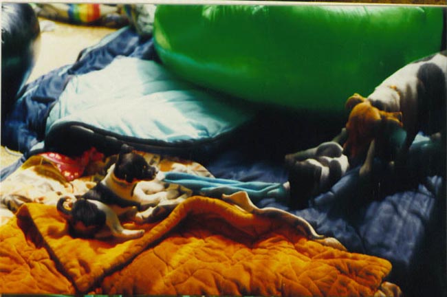 puppies - tug_of_war