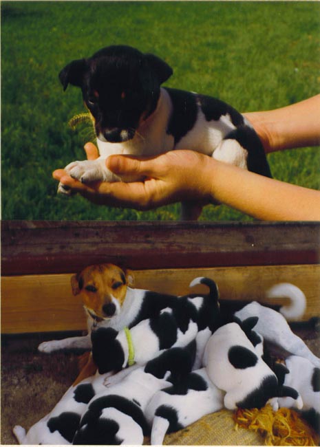 puppies - zomb-o-puppies
