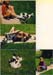 puppies - puppy_attack