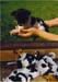 puppies - zomb-o-puppies